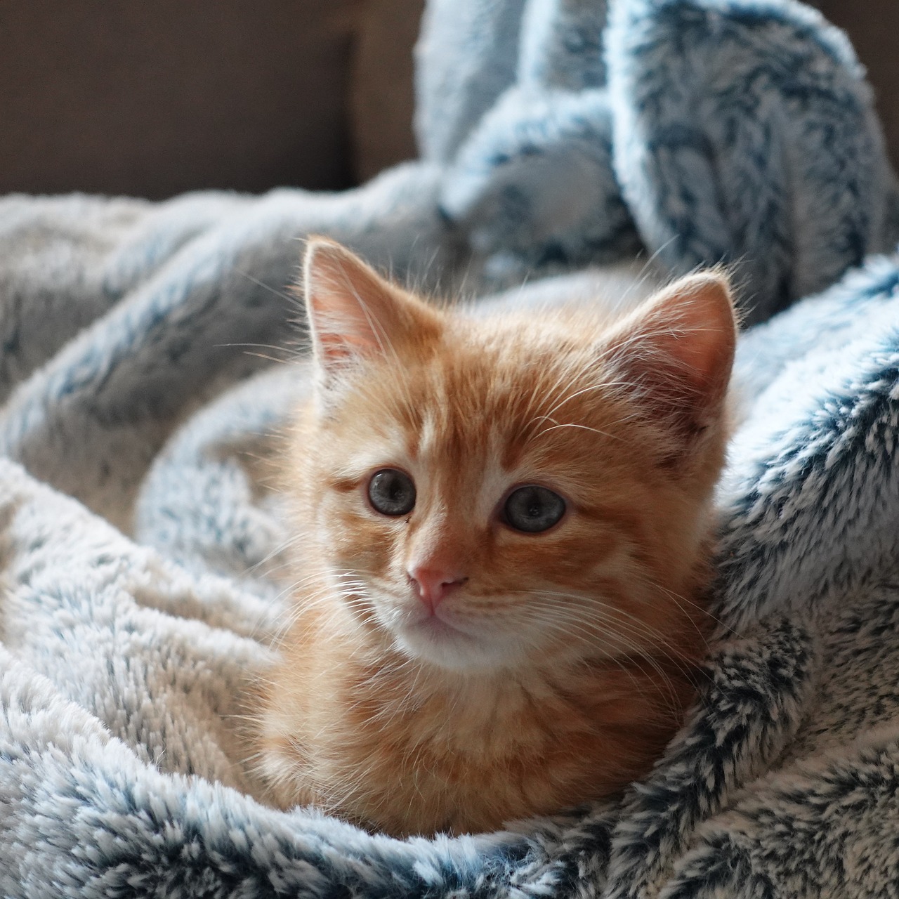 Do It Yourself: Repurpose Your Old Sweater into a Cozy Pet Bed